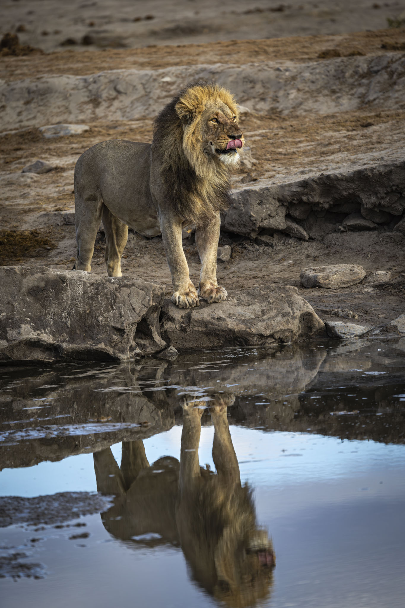 Male lion with magnificent mane standing at waterhole edge with perfect mirror reflection in still water below