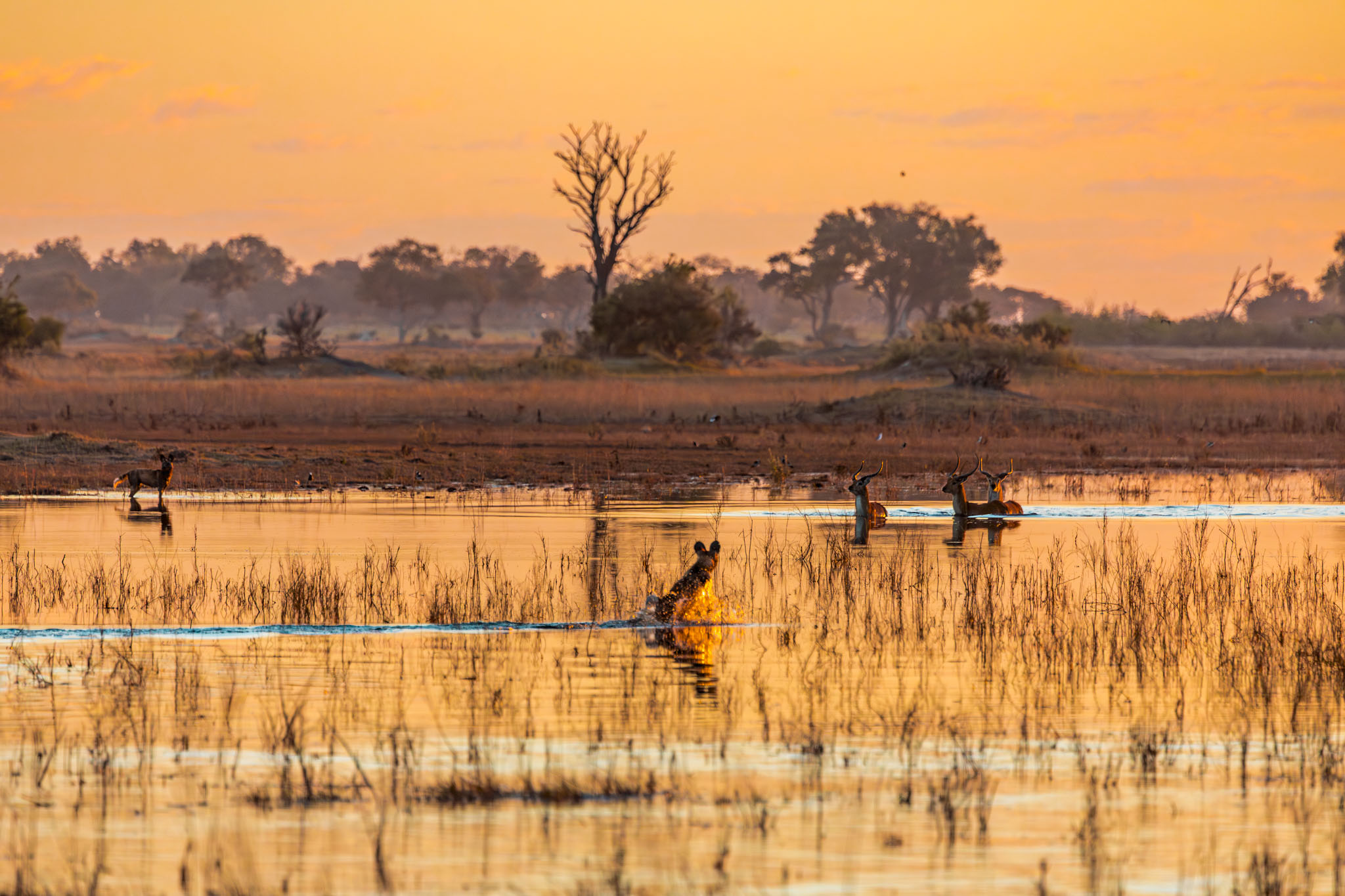 Wild dogs pursuing lechwe through flooded Okavango Delta channels at golden hour, water reflecting orange sunset sky