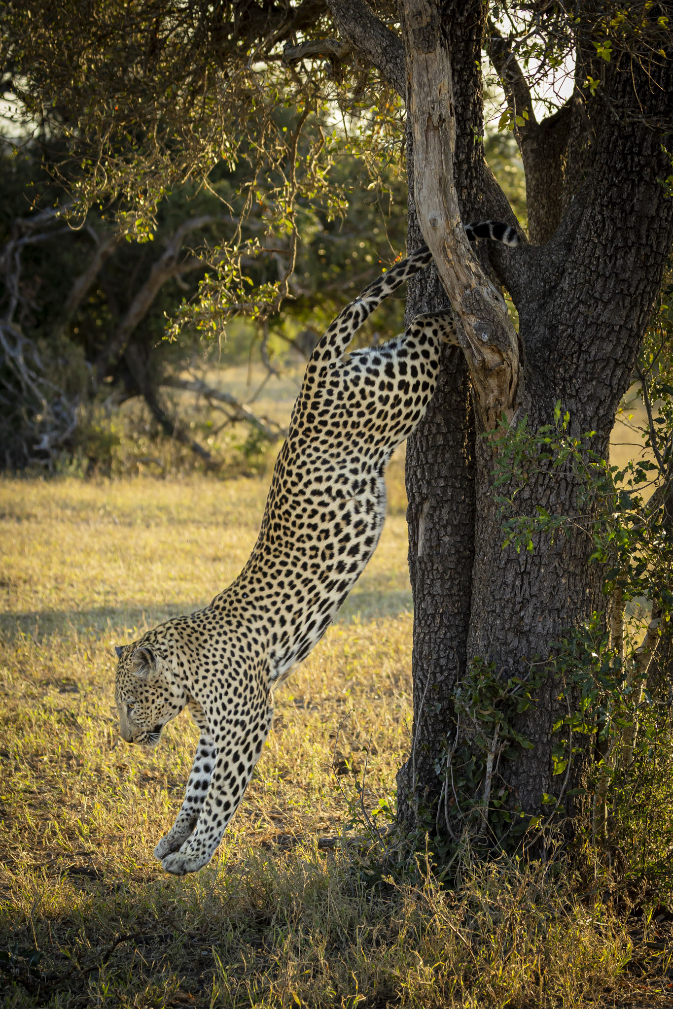 Leopard gracefully descending tree trunk in golden evening light, showcasing classic arboreal behavior