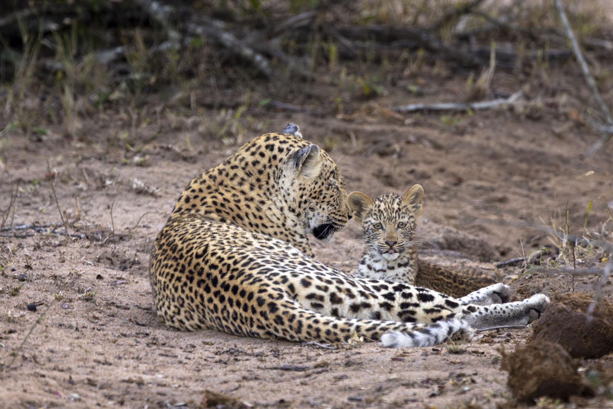 Leopard mother resting on sandy ground with young cub nestled beside her