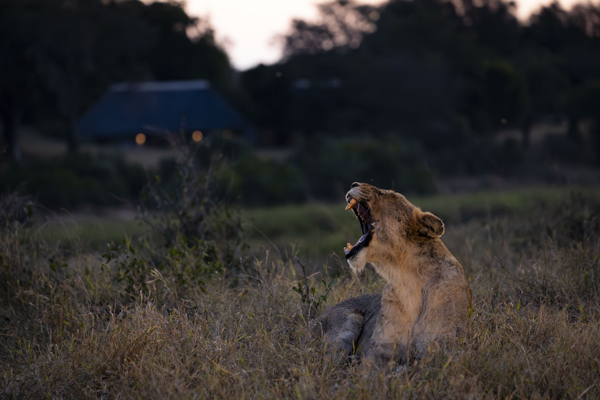 Lioness yawning with mouth wide open, safari vehicle visible in soft-focus background showing extreme proximity