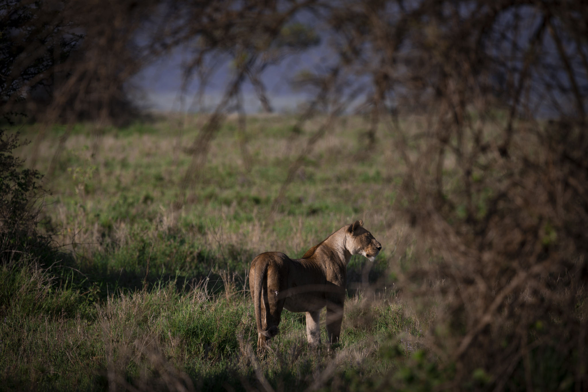 Lioness framed by out-of-focus branches scanning the plains in late-afternoon light.