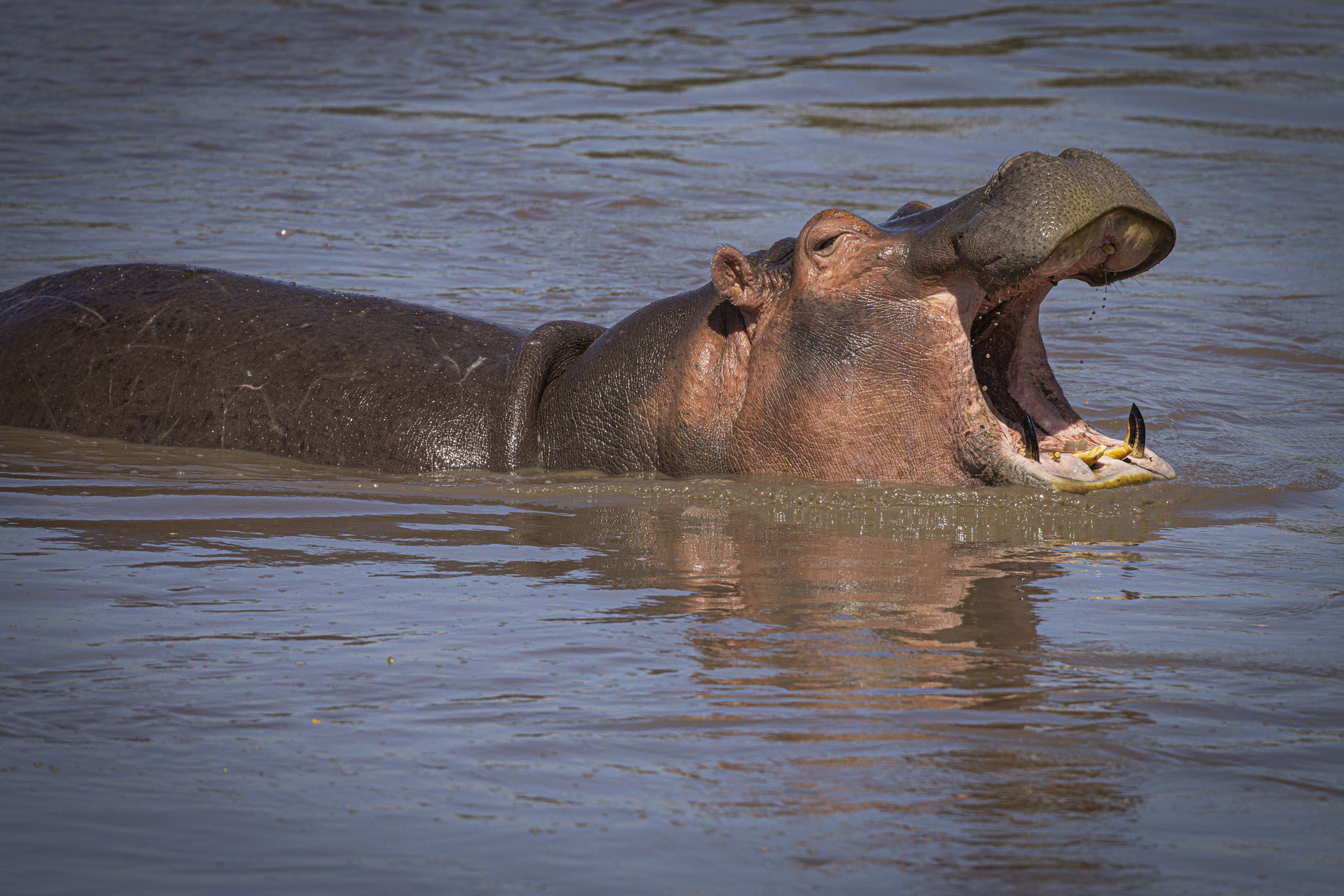 Submerged hippo yawning wide to reveal tusks while wallowing in the river.