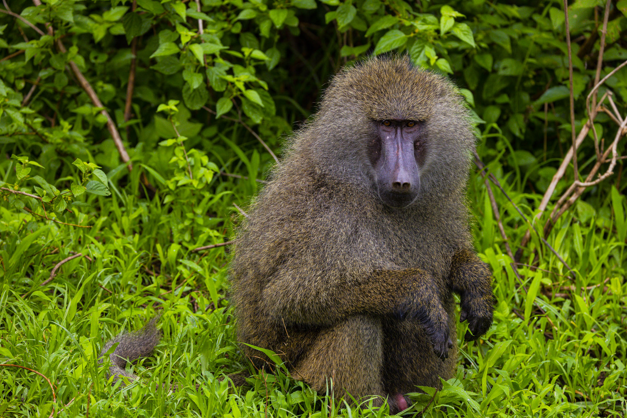 Olive baboon sitting in lush roadside grass, eyes fixed on the camera through the forest edge.
