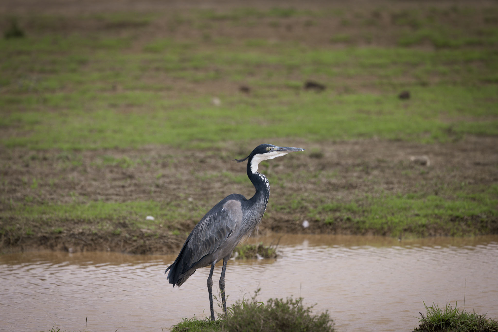 Lake Manyara National Park — The Forest and the Elephant