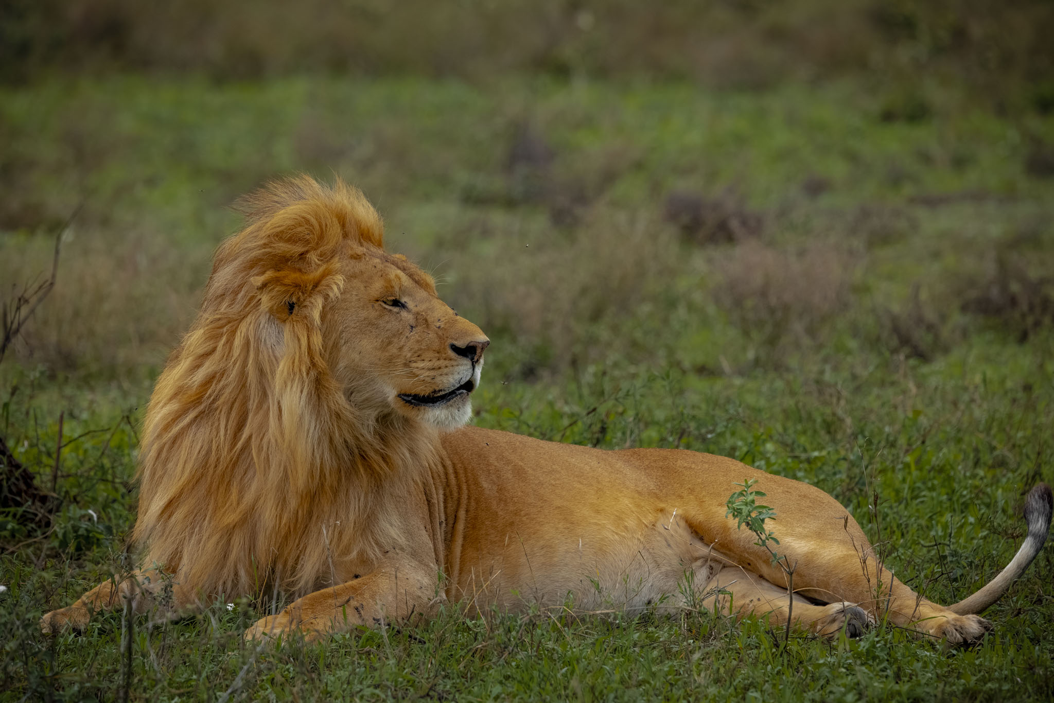 Golden-maned male lion lounging on the Ndutu plains, gaze fixed on distant movement.